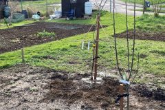 hub-planting-8-scaled